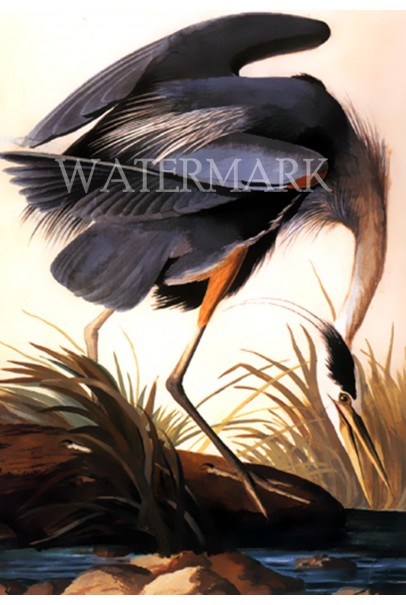Great Blue Heron (Without frame) : (14"x20")